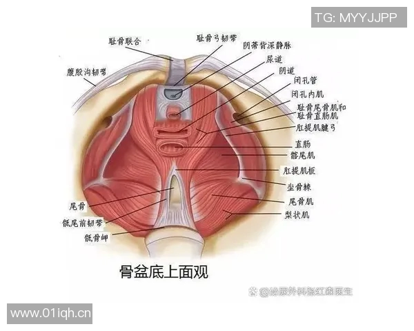 仰泳对提升身体健康的多重益处及其对肌肉锻炼与心肺功能的积极作用 仰泳对提升身体健康的多重益处及其对肌肉锻炼与心肺功能的积极作用